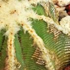 Collecion de Conelithops