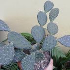 Collecion de CopoHN