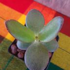 Collecion de Cova
