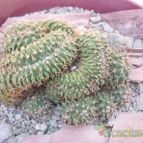 Collecion de D.Polo