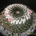 Collecion de D.Polo