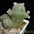 Collecion de D.Polo