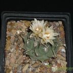 Collecion de D.Polo