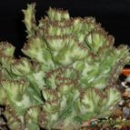 Euphorbia lactea fma. crestada