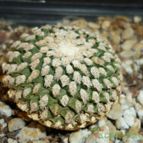 Collecion de D.Polo