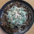Collecion de DALSANTOS