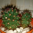 Collecion de DALSANTOS