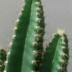 Collecion de DALSANTOS
