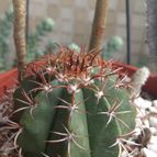 Collecion de DALSANTOS
