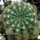 Collecion de DALSANTOS