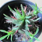 Collecion de DALSANTOS