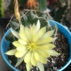 Collecion de DALSANTOS
