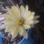Collecion de DALSANTOS