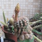 Collecion de DALSANTOS