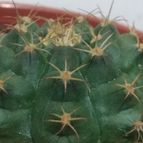 Collecion de DALSANTOS