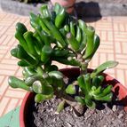 Collecion de Dalmacio