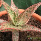 Aloe cv. pink blush