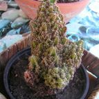 Collecion de Damian73