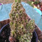 Collecion de Damian73