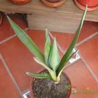 Collecion de Damian73