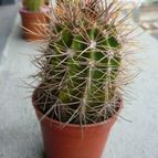 Collecion de Danna