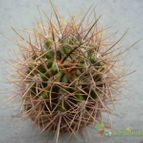 Collecion de Danna