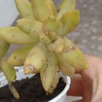 Collecion de DiegoRicci86