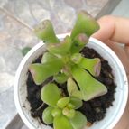 Collecion de DiegoRicci86