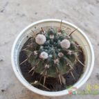 Collecion de Don_Cactus
