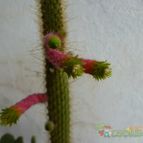 Collecion de Dorys51