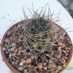 Collecion de Duke_28