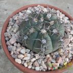 Collecion de Duke_28