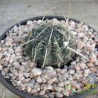 Collecion de Duke_28