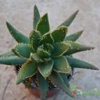 Collecion de Duke_28