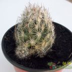 Collecion de Duke_28