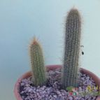 Collecion de Duke_28