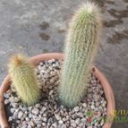 Collecion de Duke_28