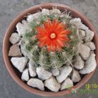 Collecion de Duke_28