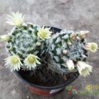 Collecion de Duke_28