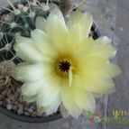 Collecion de Duke_28