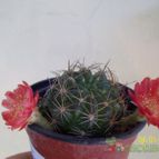 Collecion de Duke_28