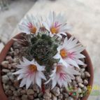 Collecion de Duke_28