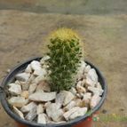 Collecion de Duke_28