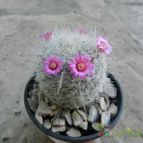 Collecion de Duke_28