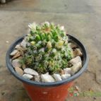 Collecion de Duke_28