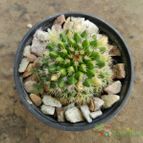 Collecion de Duke_28