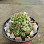 Collecion de Duke_28
