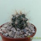 Collecion de Duke_28
