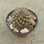Collecion de Duke_28