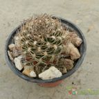 Collecion de Duke_28